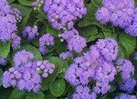 Ageratum_bleu