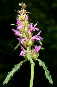 stachys_officinalis