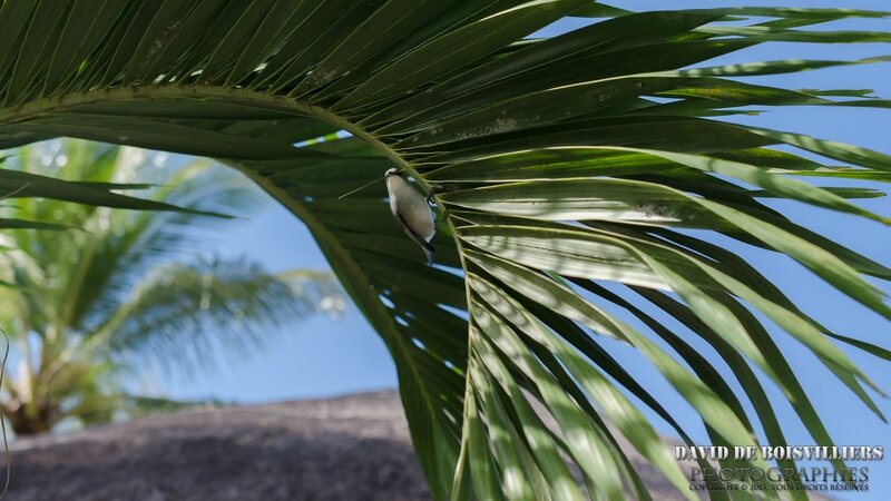 Zostérops de Maurice - Zosterops mauritianus Mauritius Grey White-eye
