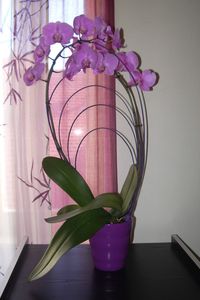 Orchidée1