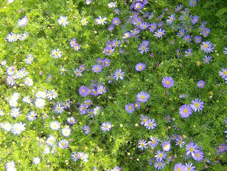 jardins suspendus 034