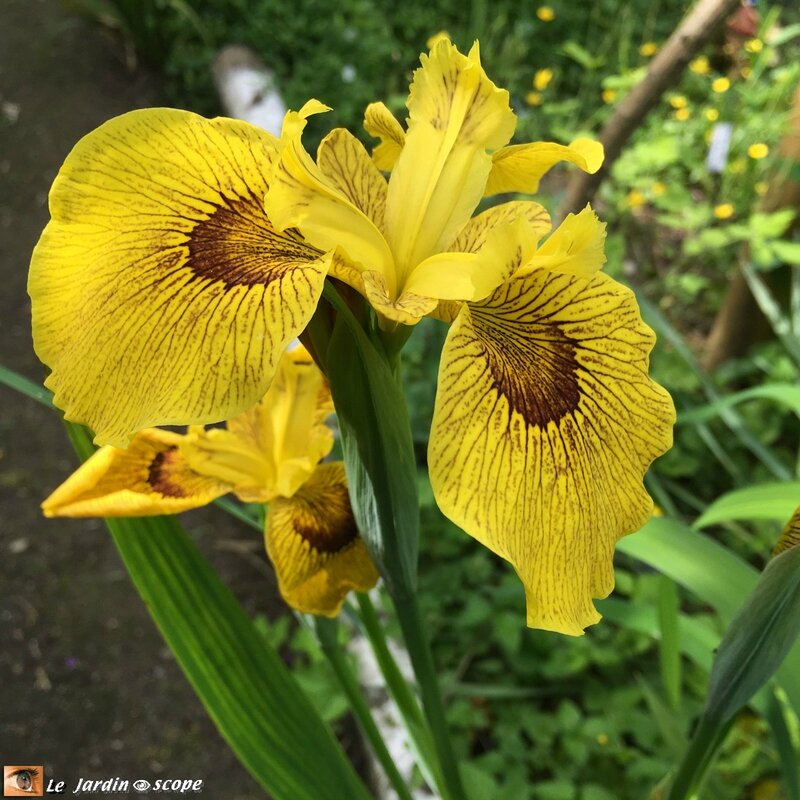 2614-Iris-jaune