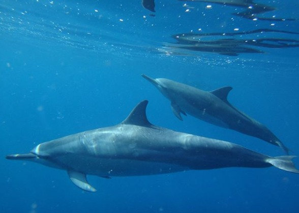 dauphins (4)