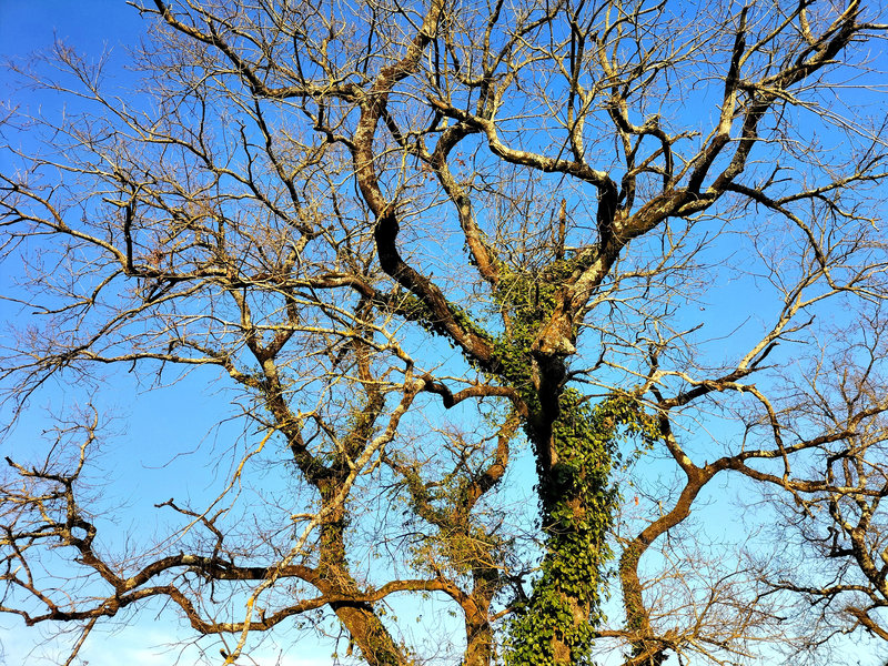 Viellenave-de-Navarrenx, branches en hiver