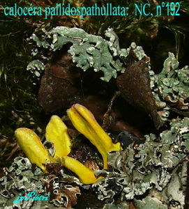 calocera_pallidospathullata_n_192