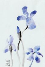 mon iris bleu
