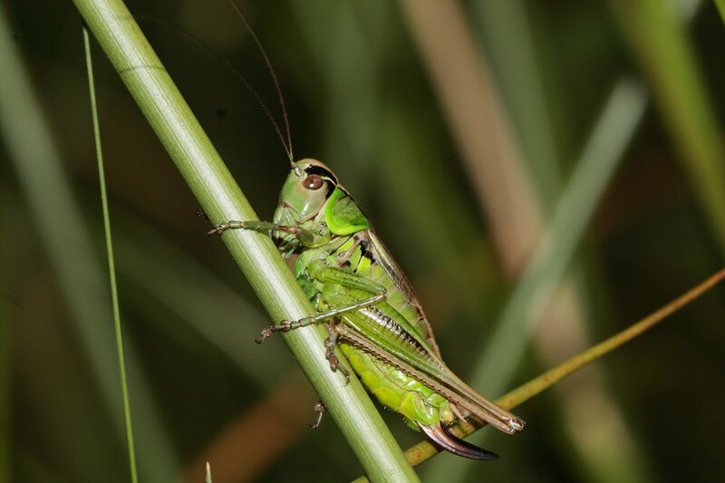 metrioptera roeselii femelle