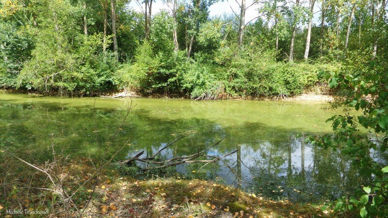 Etangs de Vicq d'Auribat et de St Jean de Lier 210816