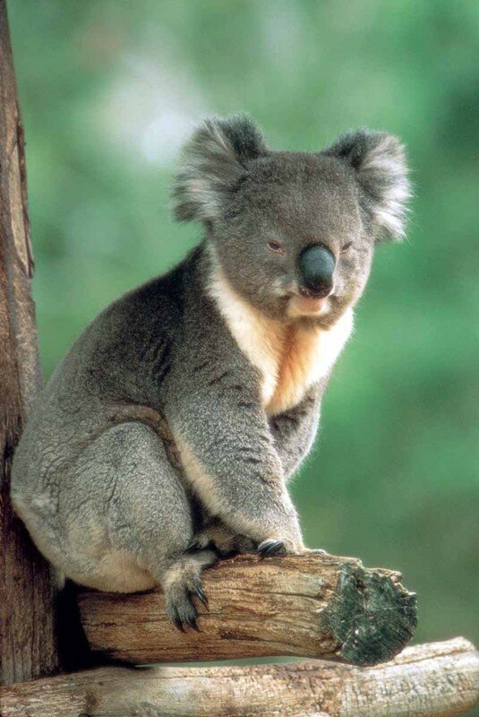 koala_australia