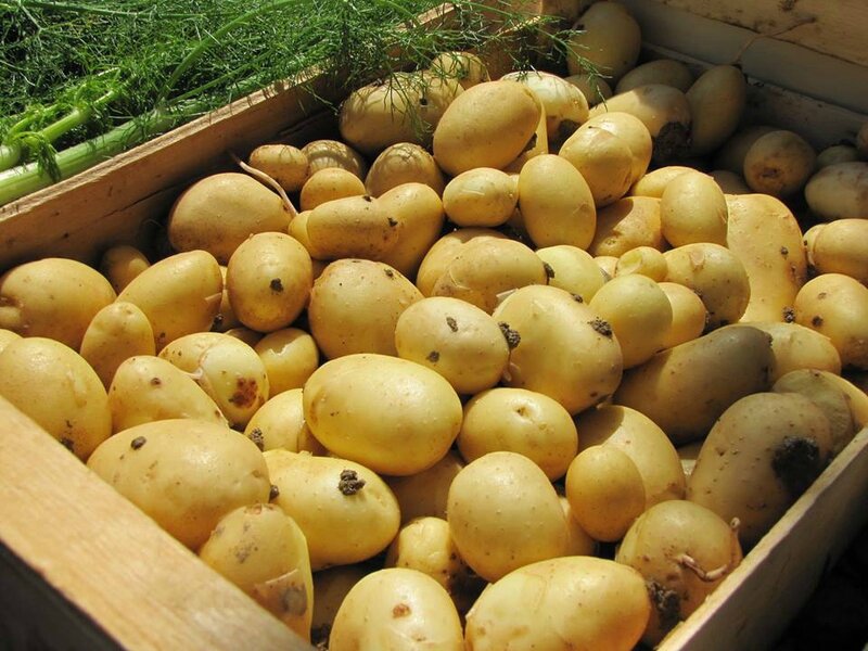 pommes de terre nouvelles
