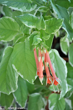 Fuchsia_variegata