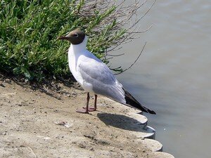 Mouette_rieuse_02