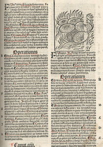 ortus_plate