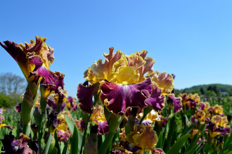 190501_iris_val_drome_2