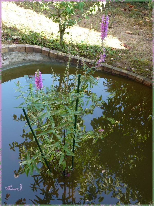 bassin 8 Lythrum salicaria