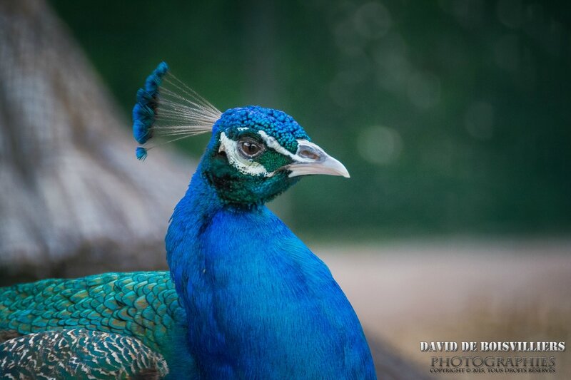 Paon bleu (Pavo cristatus)