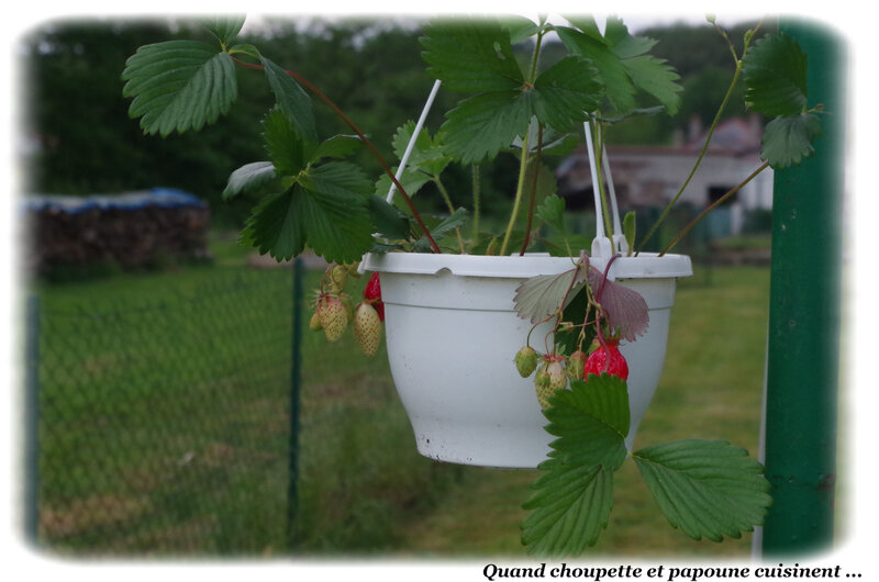 fraisier-4938