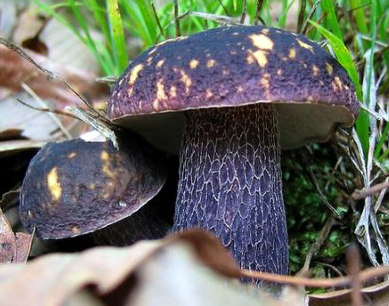 Boletus violaceofuscus