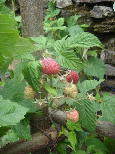 FRAMBOISES_1