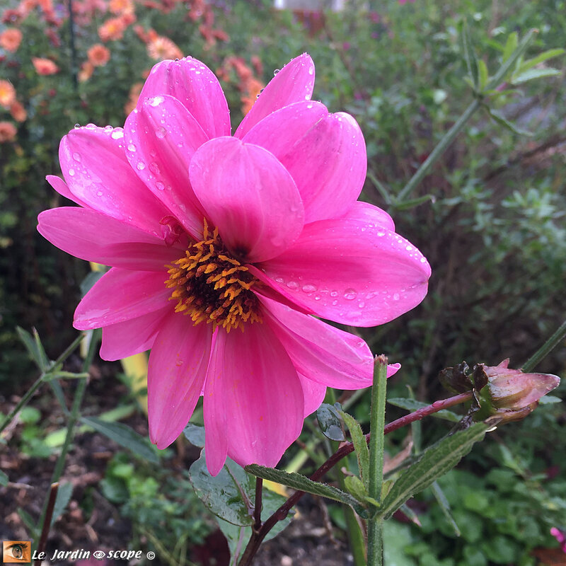 Dahlia-Fashion