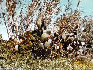 Opuntia_ficus_indica