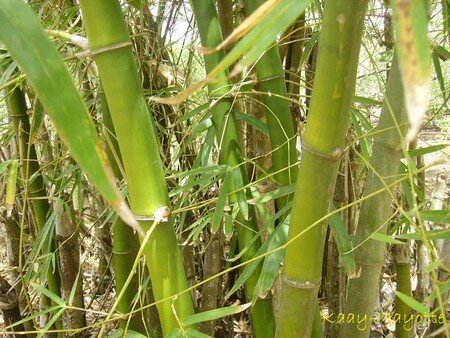 bambou_09