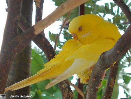 8873_Perruche_jaune