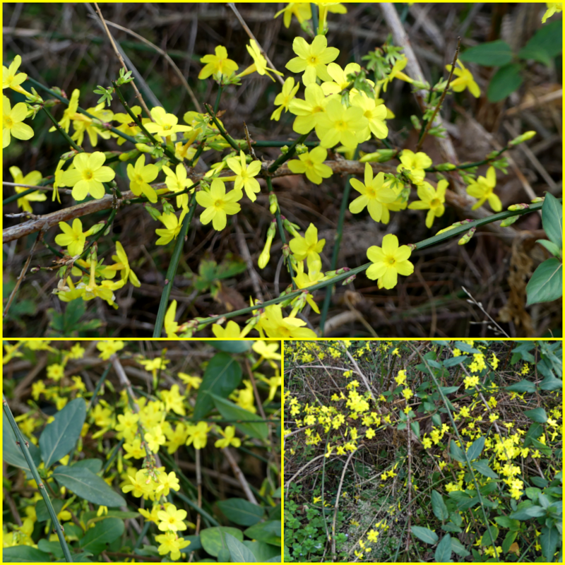 Jasmin au jardin