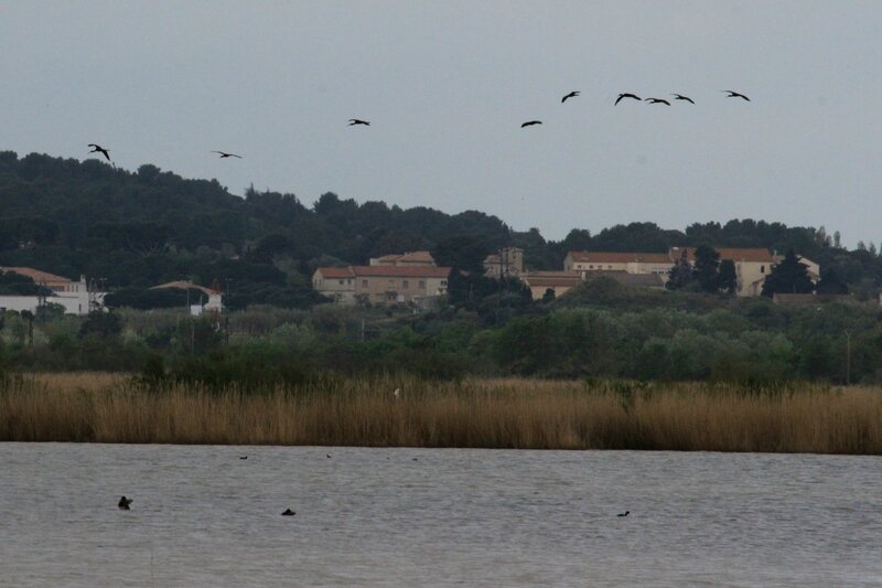 IMG_2205 - Copie