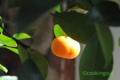 calamondin