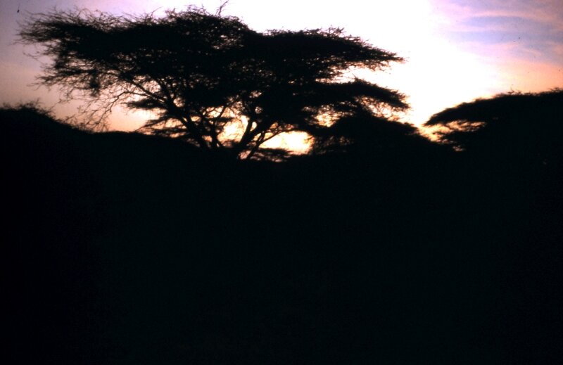 zaire coucher foret