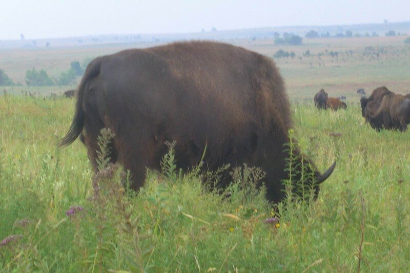 bison11