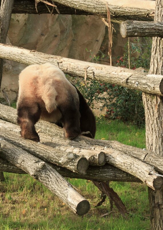 110-Panda Geant