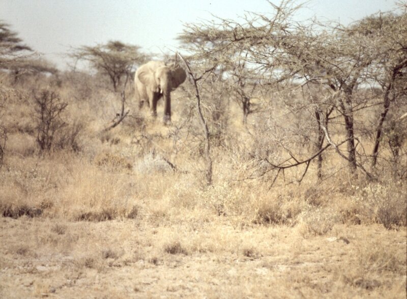 tsavo elephant a