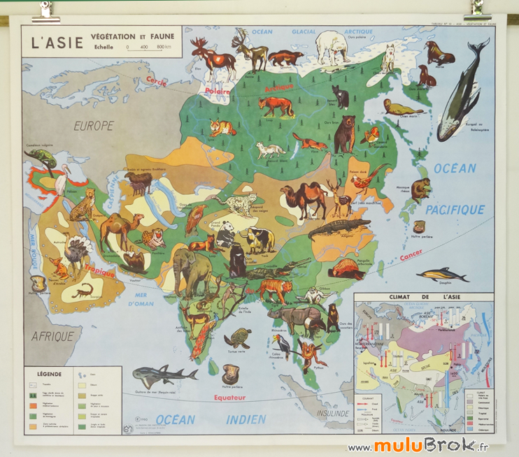 CARTE-continent ASIE-végétation-faune-5-muluBrok-Vintage
