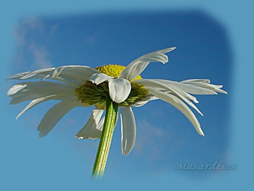 marguerite