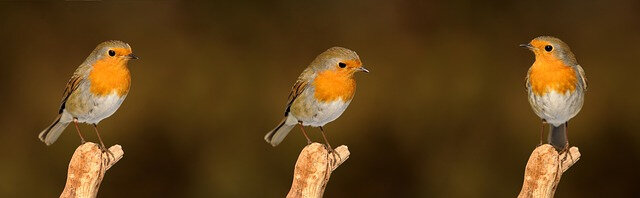 robin-2900029_640
