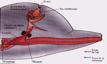 respiration2