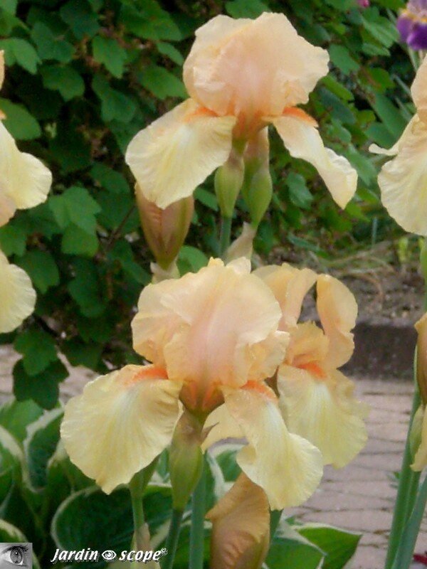 Iris Haviland 