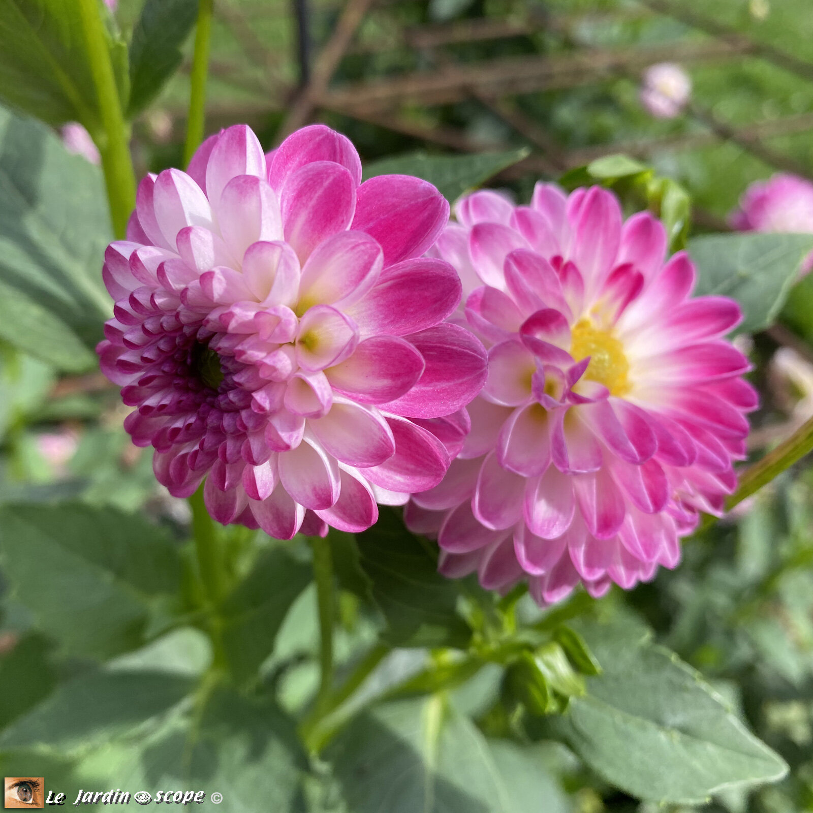 Dahlia-Pink-Isa