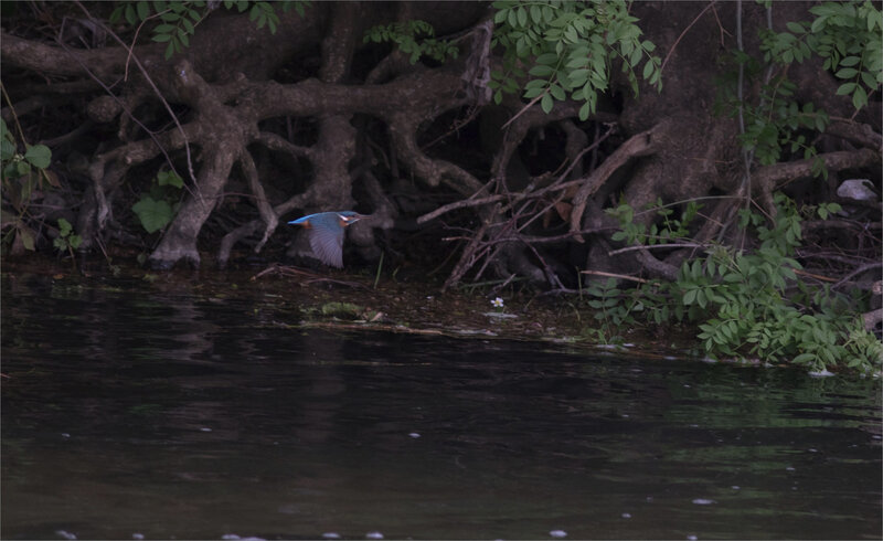 oiseau MP vol 220419