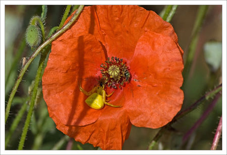 Torfou_coquelicot_araignee_crabe_2_210609