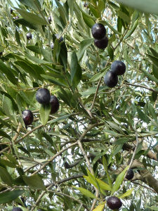 OLIVES_1