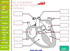 khsibacoeur2_frame1