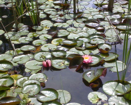 waterlilies