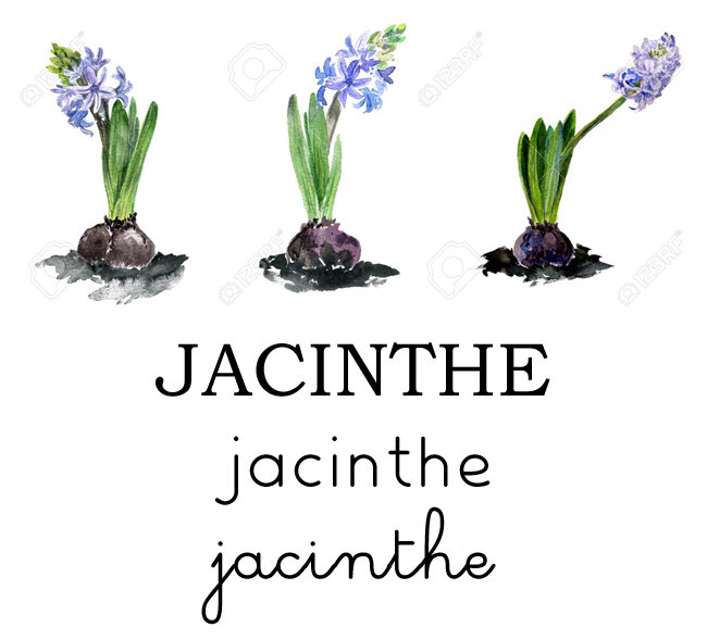 jacinthe