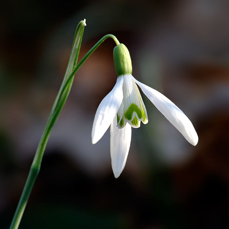 Photo-Galanthus_nivalis_close-up_aka