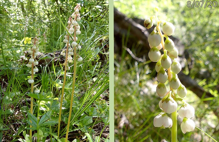 fleurs non unilatérales lobes du calice aigus