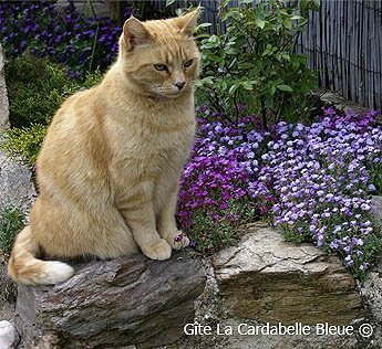 Le chat de la cardabelle