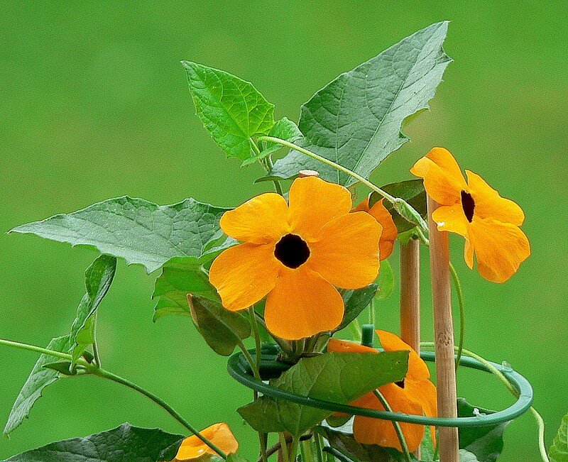 suzanne aux yeux noirs (thunbergia)